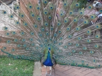 nDͰʪճ